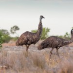 The Wonderous Benefits of Emu Oil